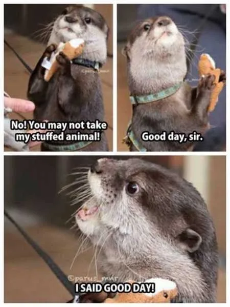 Funny Animals Youre Sure To Love 003