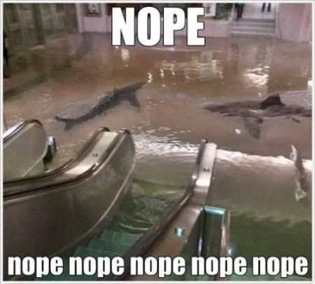 Funny Animals Youre Sure To Love 005