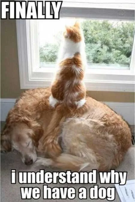 Funny Animals Youre Sure To Love 007
