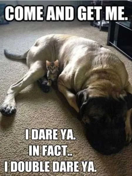 Funny Animals Youre Sure To Love 008