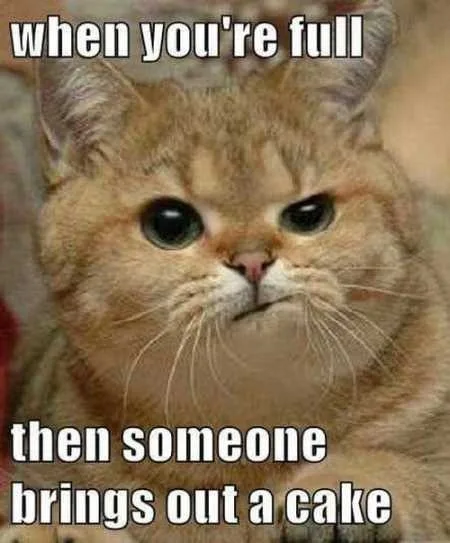Funny Animals Youre Sure To Love 009