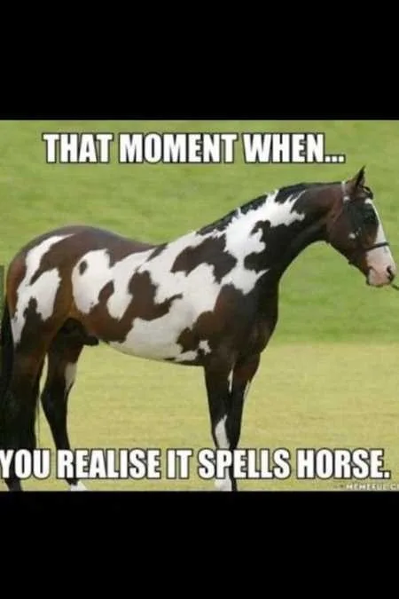 Funny Animals Youre Sure To Love 010