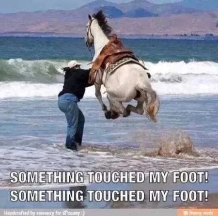 Funny Animals Youre Sure To Love 012