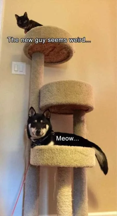 Funny Animals Youre Sure To Love 013