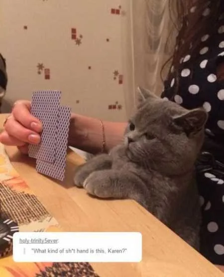 Funny Animals Youre Sure To Love 014