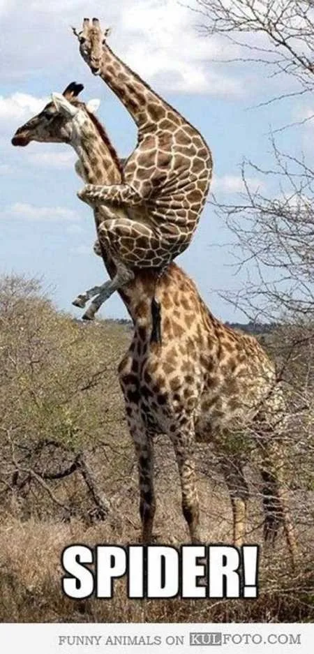 Funny Animals Youre Sure To Love 018
