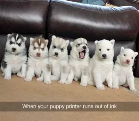 Funny Animals Youre Sure To Love 019