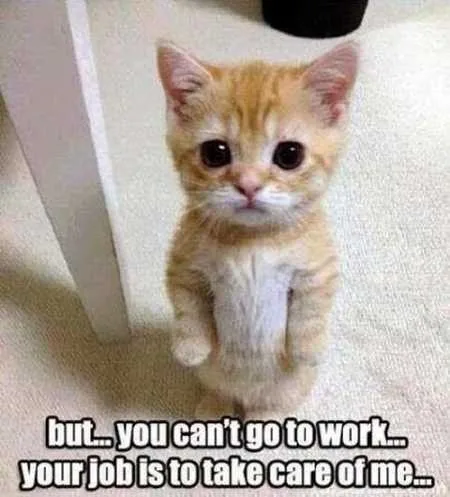 Funny Animals Youre Sure To Love 020