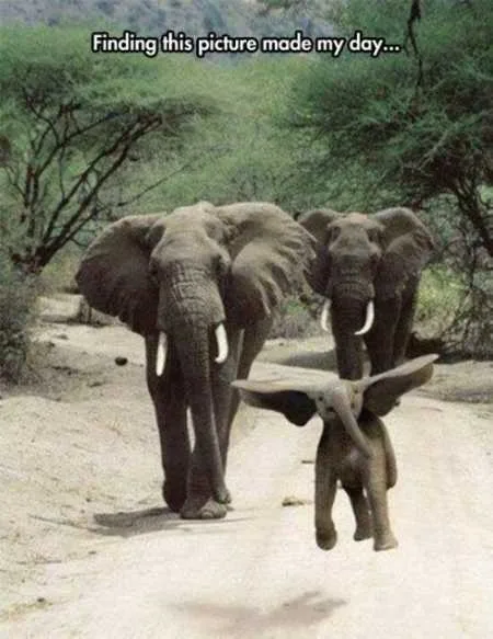Funny Animals Youre Sure To Love 021