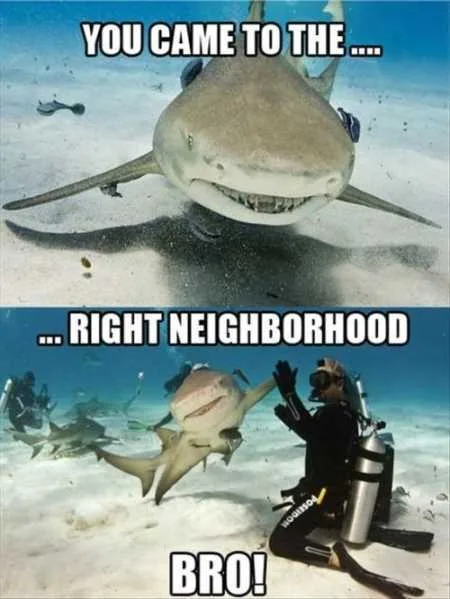 Funny Animals Youre Sure To Love 023