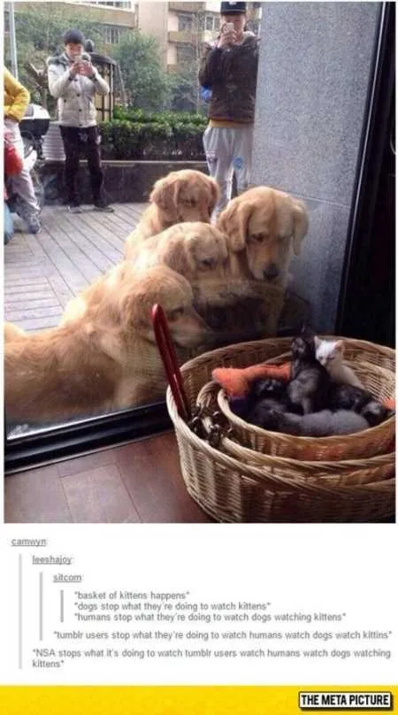 Funny Animals Youre Sure To Love 024