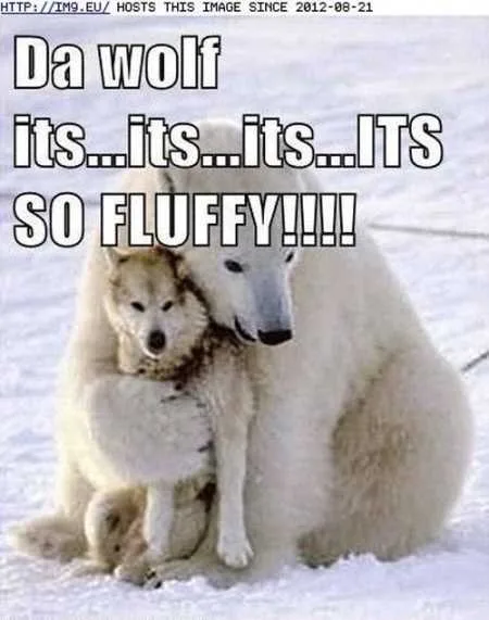 Funny Animals Youre Sure To Love 026