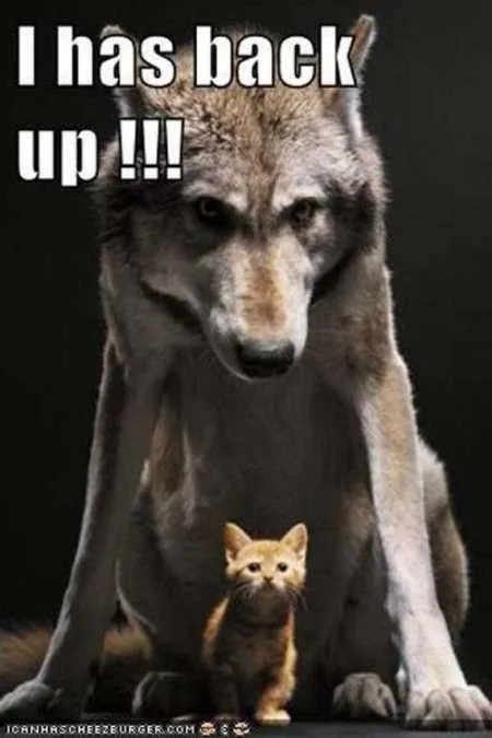 Funny Animals Youre Sure To Love 028