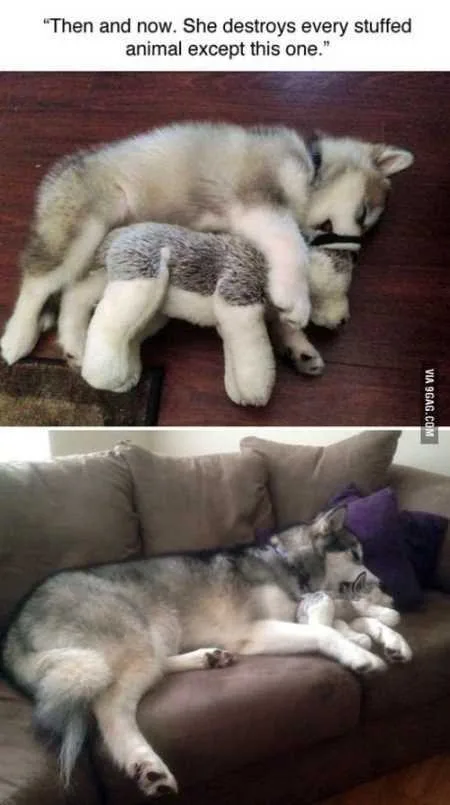 Funny Animals Youre Sure To Love 030