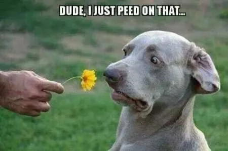 Funny Animals Youre Sure To Love 031