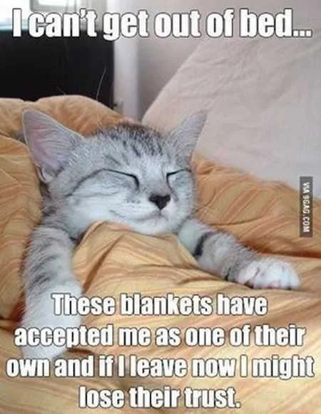 A Cat With Eyes Closed And A Satisfied Smile Tucked Into Bed With Caption: I Can't Get Out Of Bed... These Blankets Have Accepted Me As One Of Their Own And If I Leave Now I Might Lose Their Trust.