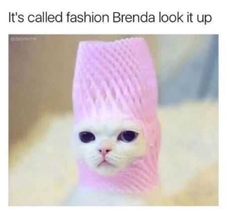 Funny Pictures Showing A Cat Wearing A Foam Fruit Cushion With A Face Cutout