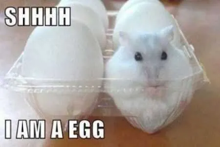 Great Funny Animals Pictures 0004