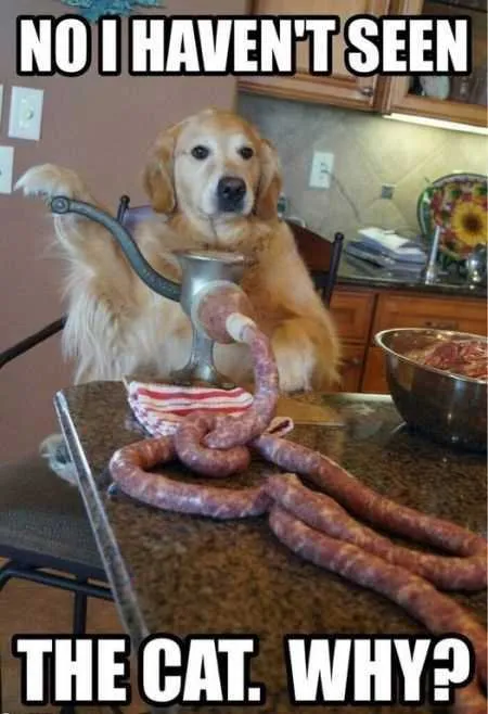 Great Funny Animals Pictures 0009