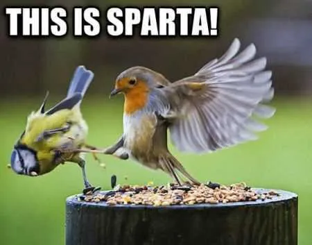 Great Funny Animals Pictures 0011