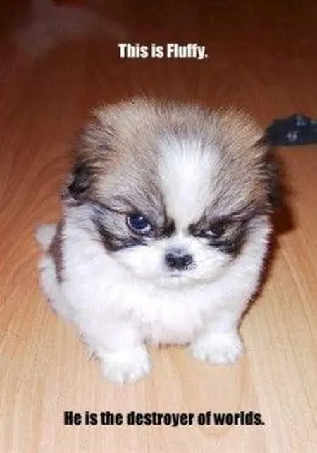 Great Funny Animals Pictures 0012