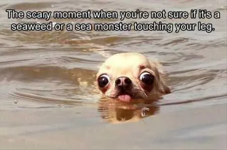 Great Funny Animals Pictures 0013