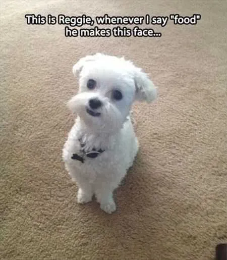 Great Funny Animals Pictures 0015