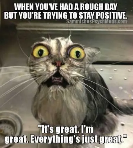 Great Funny Animals Pictures 0016