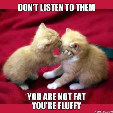 Great Funny Animals Pictures 0017