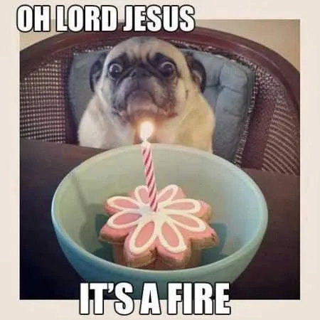 Great Funny Animals Pictures 0027