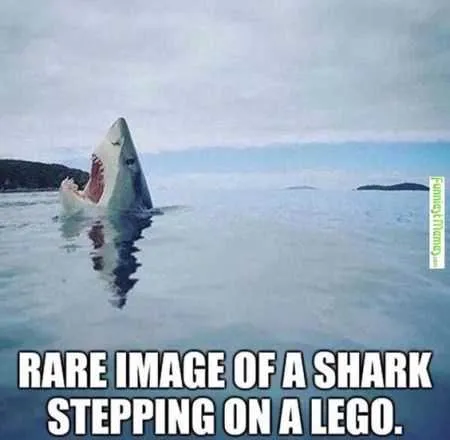 Great Funny Animals Pictures 0030