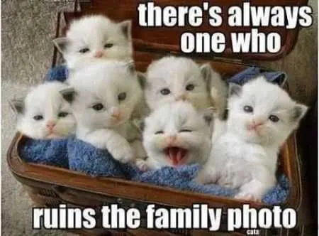 Great Funny Animals Pictures 0035