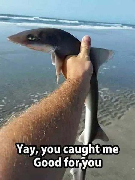 Absolutely Hilarious Animal Pictures 306