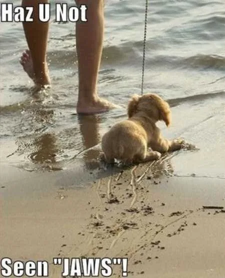 Absolutely Hilarious Animal Pictures 309