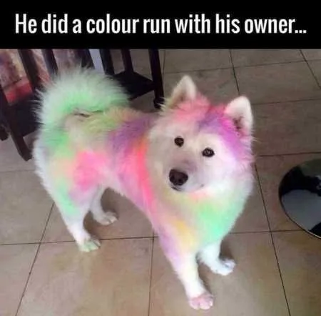 Absolutely Hilarious Animal Pictures 310
