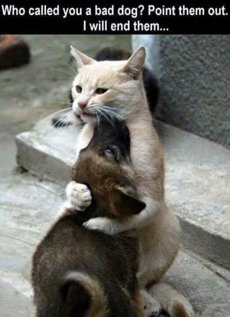 Absolutely Hilarious Animal Pictures 311