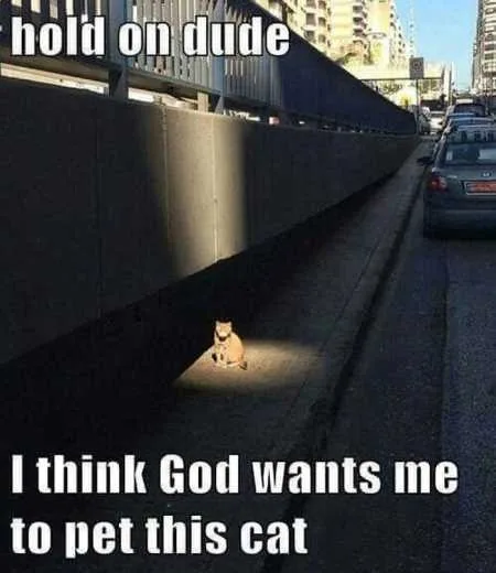 Absolutely Hilarious Animal Pictures 313