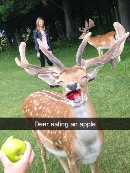 Absolutely Hilarious Animal Pictures 316