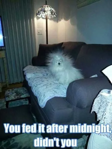 Absolutely Hilarious Animal Pictures 317
