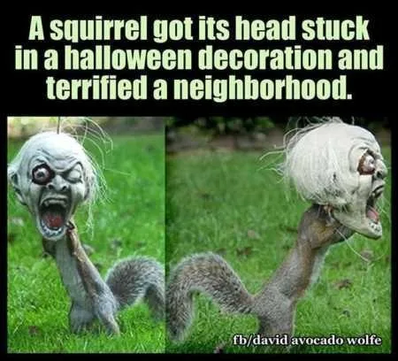 Absolutely Hilarious Animal Pictures 329