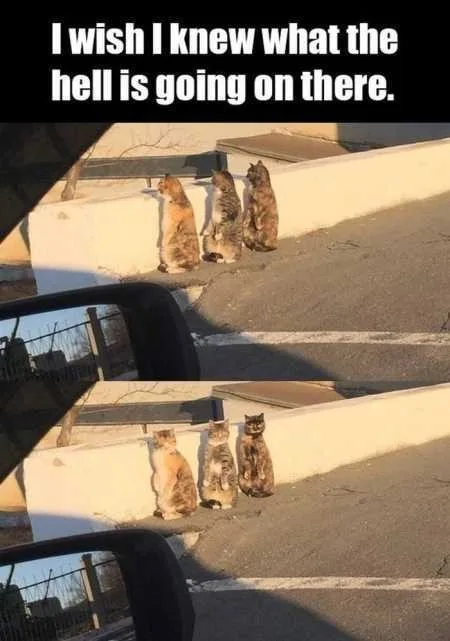 Absolutely Hilarious Animal Pictures 331
