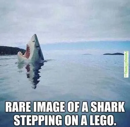 Absolutely Hilarious Animal Pictures 333