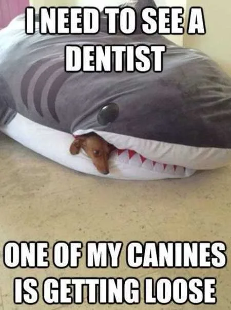 Absolutely Hilarious Animal Pictures 334