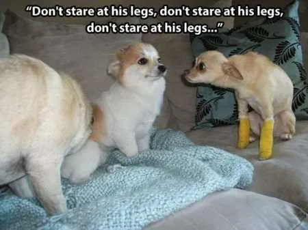 Absolutely Hilarious Animal Pictures 336