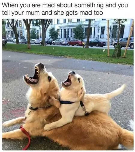Absolutely Hilarious Animal Pictures 337