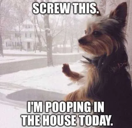 Absolutely Hilarious Animal Pictures 338