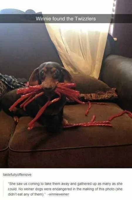 Absolutely Hilarious Animal Pictures 339