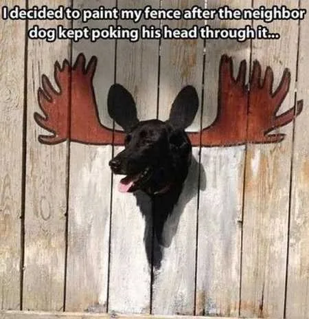 Hilarious Pictures 513