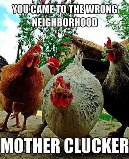 Hilarious Pictures 522