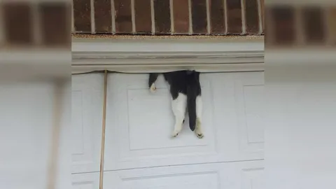 Cat Garage